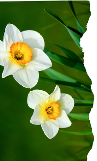 Reinventarse en primavera